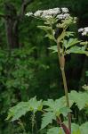 Heracleum maximum Bartr.