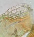 Herzogiella striatella (Brid.) Z. Iwats.