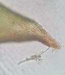 Herzogiella striatella (Brid.) Z. Iwats.