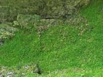 Herzogiella striatella (Brid.) Z. Iwats.