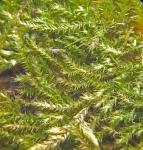 Herzogiella striatella (Brid.) Z. Iwats.