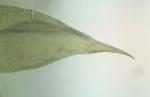 Herzogiella striatella (Brid.) Z. Iwats.