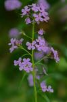 Hesperis matronalis Linnaeus
