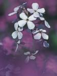 Hesperis matronalis Linnaeus