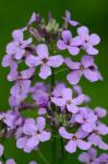 Hesperis matronalis Linnaeus