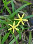 Heteranthera dubia (Jacquin) MacMillan