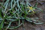 Heteranthera dubia (Jacquin) MacMillan