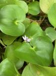 Heteranthera pauciflora C.N. Horn