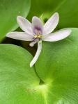 Heteranthera pauciflora C.N. Horn