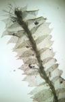 Lophocolea heterophylla (Schrad.) Dum.