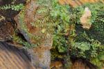 Lophocolea heterophylla (Schrad.) Dum.