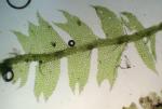 Lophocolea heterophylla (Schrad.) Dum.