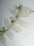 Lophocolea heterophylla (Schrad.) Dum.