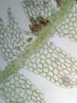 Lophocolea heterophylla (Schrad.) Dum.