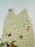 Lophocolea heterophylla (Schrad.) Dum.