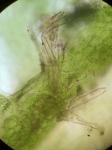 Lophocolea heterophylla (Schrad.) Dum.