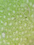 Lophocolea heterophylla (Schrad.) Dum.