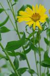 Heterotheca camporum (Greene) Shinners var. glandulissima Semple
