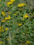 Heterotheca camporum (Greene) Shinners var. glandulissima Semple