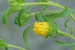 Heterotheca camporum (Greene) Shinners var. glandulissima Semple