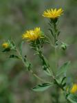 Heterotheca camporum (Greene) Shinners var. glandulissima Semple