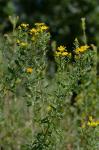 Heterotheca camporum (Greene) Shinners var. glandulissima Semple
