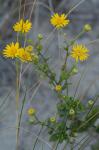 Heterotheca subaxillaris (Lam.) Britt. & Rusby