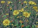 Heterotheca subaxillaris (Lam.) Britt. & Rusby