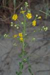 Heterotheca subaxillaris (Lam.) Britt. & Rusby