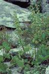 Heuchera alba Rydb.