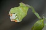 Heuchera alba Rydb.