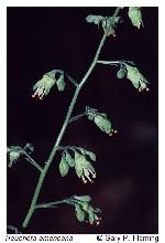 Heuchera americana L.