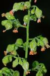 Heuchera americana L.