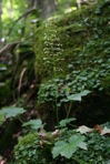 Heuchera americana L.