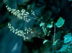 Heuchera americana L.