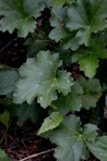 Heuchera americana L.