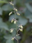 Heuchera americana L.