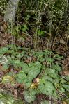 Heuchera caroliniana (Rosendahl, Butters, & Lakela) Wells