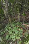 Heuchera caroliniana (Rosendahl, Butters, & Lakela) Wells