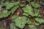 Heuchera caroliniana (Rosendahl, Butters, & Lakela) Wells