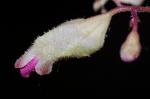 Heuchera longiflora Rydb.