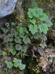 Heuchera longiflora Rydb.