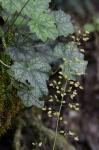 Heuchera longiflora Rydb.