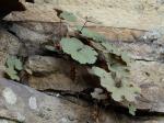 Heuchera parviflora Bartling var. parviflora