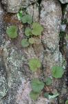 Heuchera parviflora Bartling var. parviflora