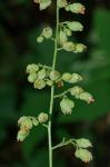 Heuchera pubescens Pursh