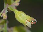 Heuchera pubescens Pursh