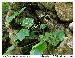 Heuchera villosa Michaux