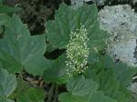 Heuchera villosa Michaux