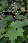 Heuchera villosa Michaux